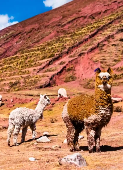 PALCOYO MOUNTAIN FULL-DAY TOUR