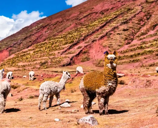 PALCOYO MOUNTAIN FULL-DAY TOUR