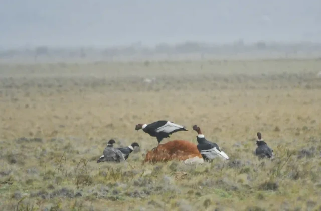 COLCA CANYON FULL DAY TOUR COLCA CANYON FULL DAY TOUR