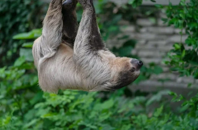 TAMBOPATA NATIONAL RESERVE 2 DAYS ADVENTURE