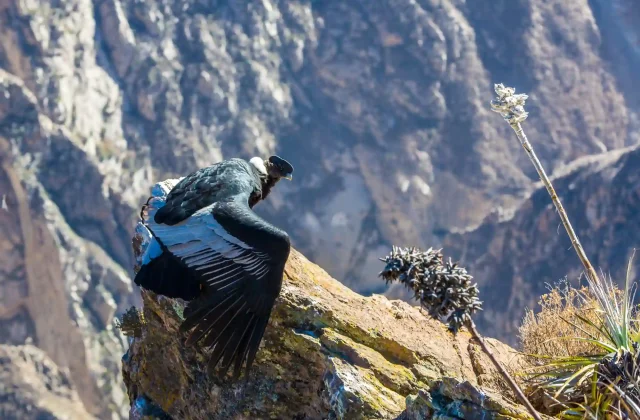 COLCA CANYON FULL DAY TOUR COLCA CANYON FULL DAY TOUR