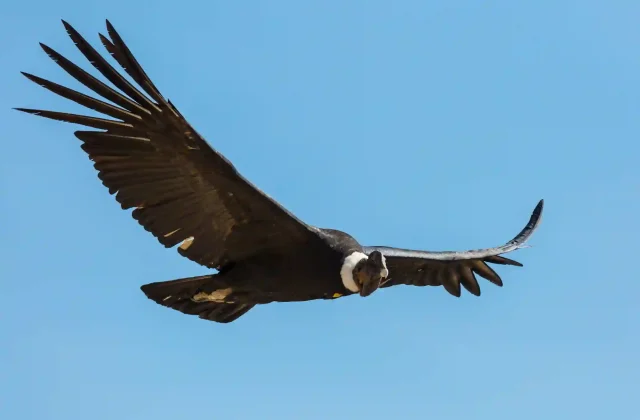 COLCA CANYON FULL DAY TOUR COLCA CANYON FULL DAY TOUR