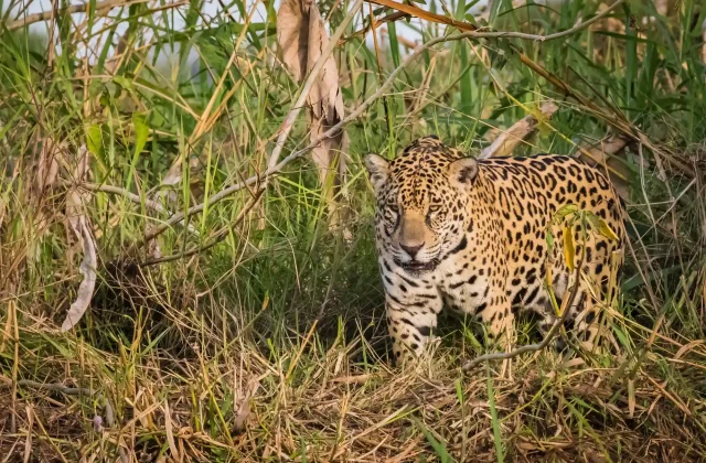 TAMBOPATA NATIONAL RESERVE 2 DAYS ADVENTURE