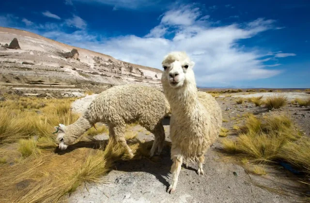 COLCA CANYON FULL DAY TOUR COLCA CANYON FULL DAY TOUR