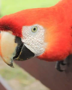 TAMBOPATA NATIONAL RESERVE 2 DAYS ADVENTURE