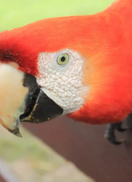TAMBOPATA NATIONAL RESERVE 3D – 2N TOUR