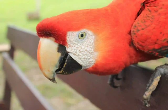 TAMBOPATA NATIONAL RESERVE 2 DAYS ADVENTURE