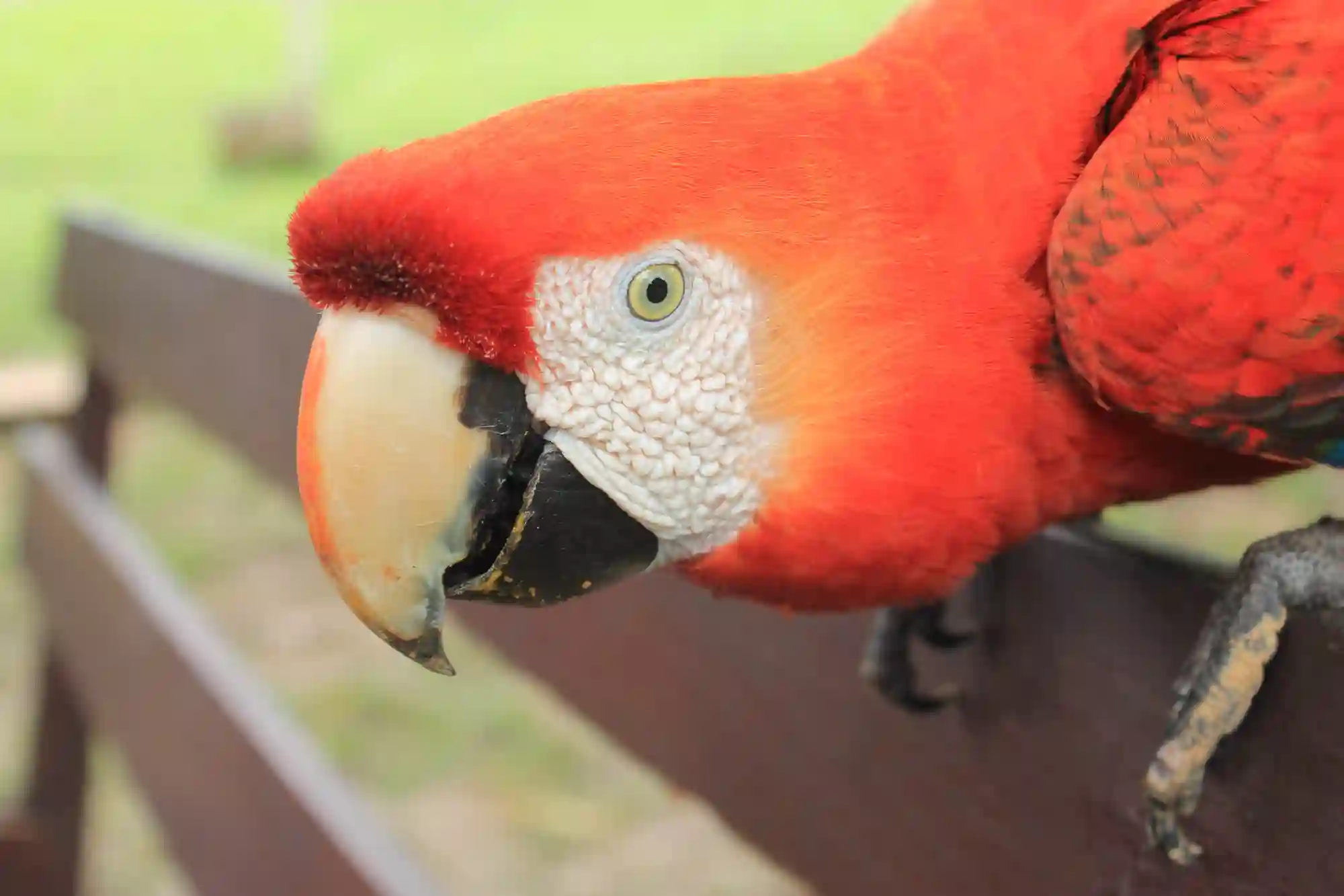 AMAZON TOURS