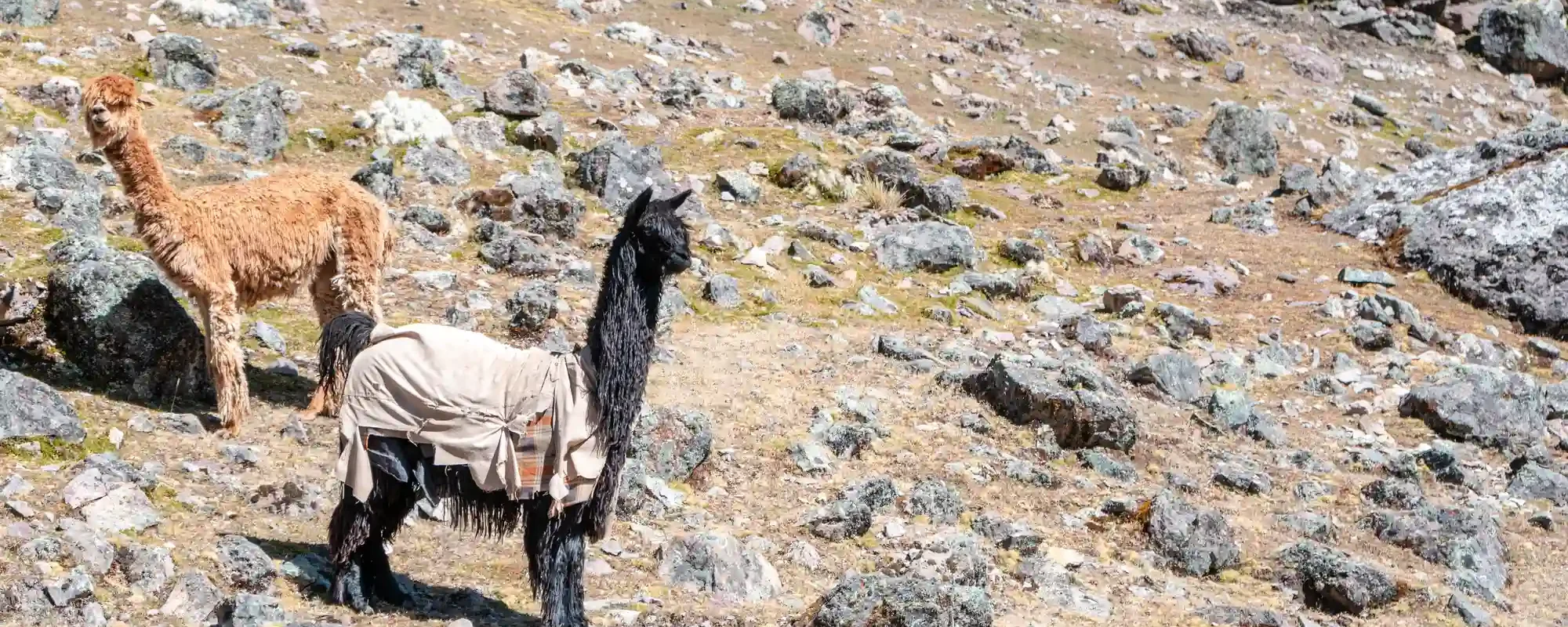 Cusco and its nearby highlights for First-Time Travelers