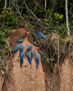 TAMBOPATA NATIONAL RESERVE 2 DAYS ADVENTURE