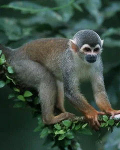 TAMBOPATA NATIONAL RESERVE 2 DAYS ADVENTURE