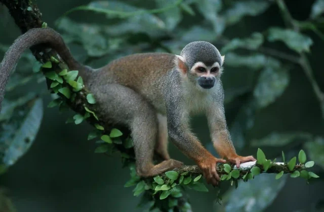 TAMBOPATA NATIONAL RESERVE 2 DAYS ADVENTURE