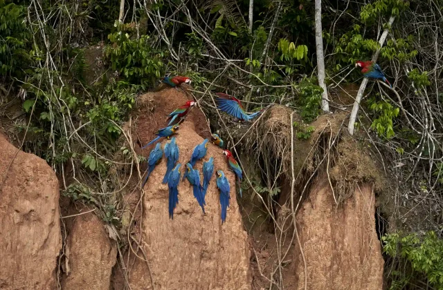 TAMBOPATA NATIONAL RESERVE 2 DAYS ADVENTURE