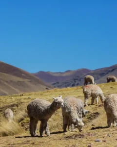 Sacred Valley Tour with Machu Picchu 2 Days / 1 Night