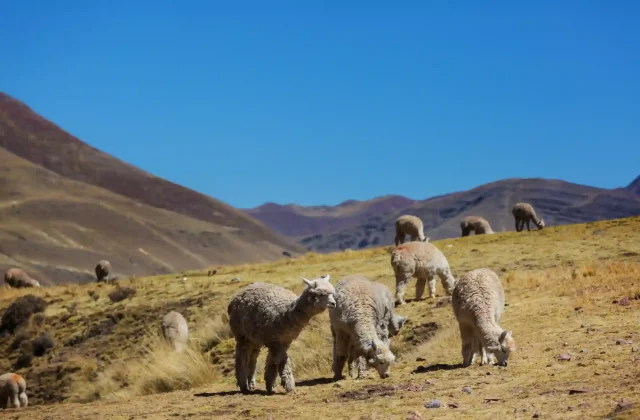 SACRED VALLEY OF THE INCAS FULL-DAY TOUR
