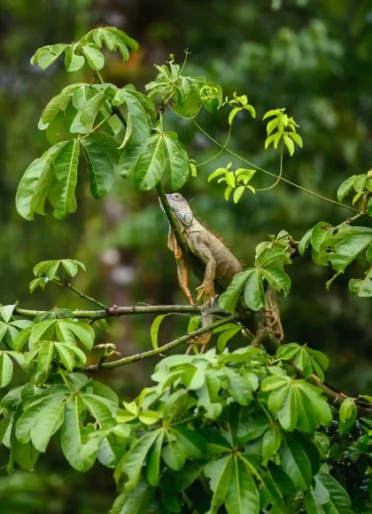AMAZON TOUR MANU CULTURAL ZONE 4 DAYS – 3 NIGHTS