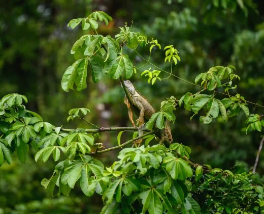 AMAZON TOUR MANU CULTURAL ZONE 4 DAYS – 3 NIGHTS
