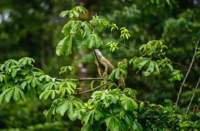 AMAZON TOUR MANU CULTURAL ZONE 4 DAYS – 3 NIGHTS