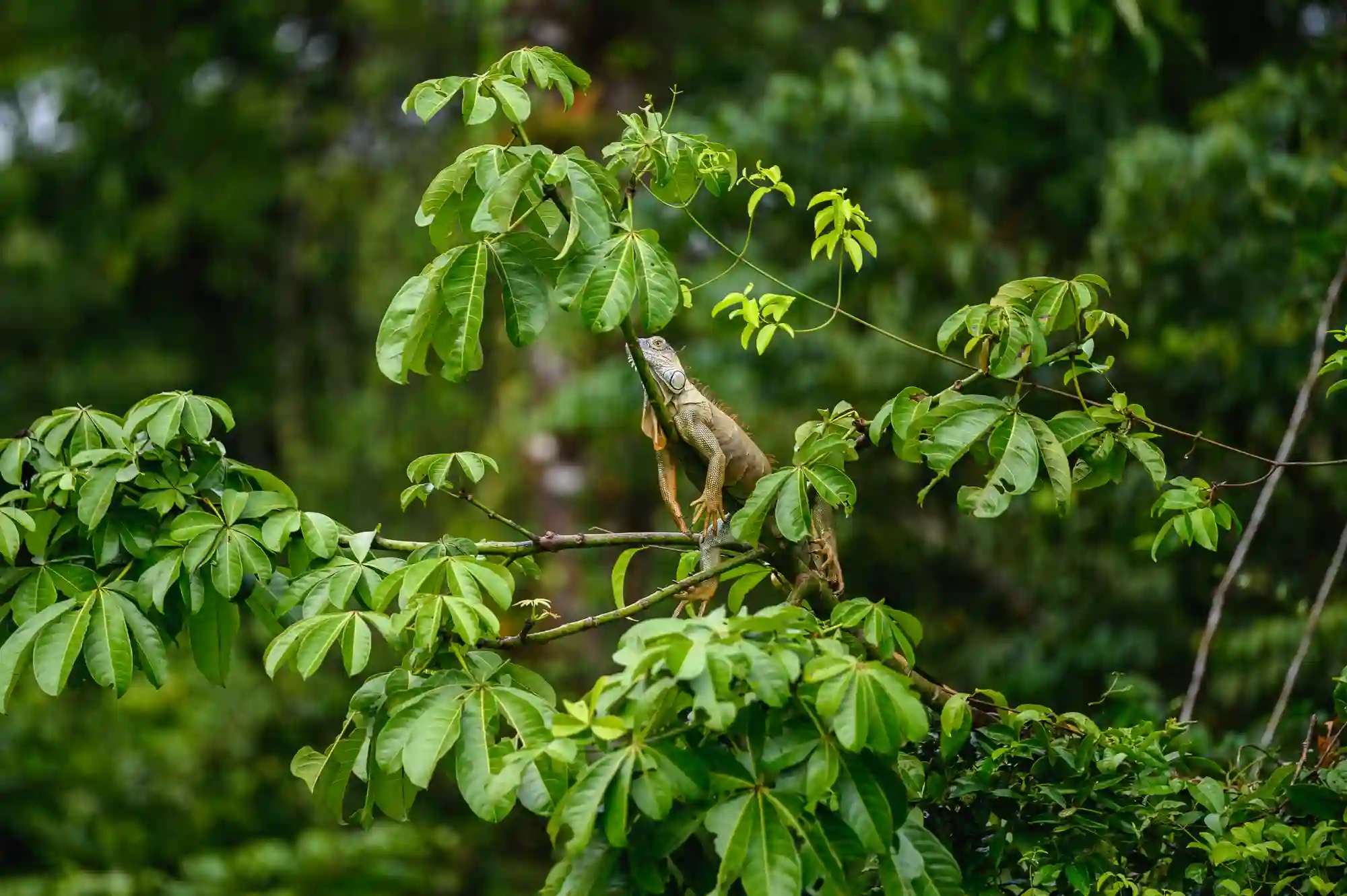 AMAZON TOUR MANU CULTURAL ZONE 4 DAYS – 3 NIGHTS