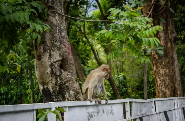 AMAZON TOUR MANU CULTURAL ZONE 4 DAYS – 3 NIGHTS